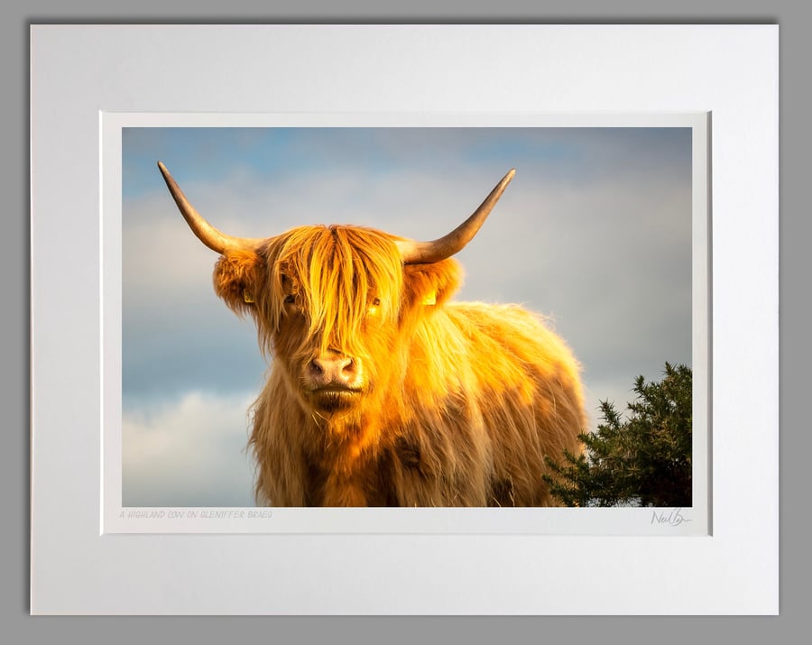 Highland CowCoo Scotland - A3 (50x40cm) Unframed Print
