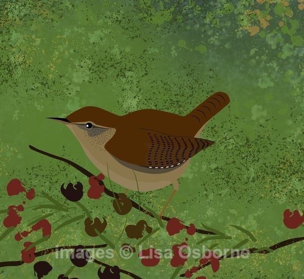 Wren - print from my digital illustration. Garden birds.