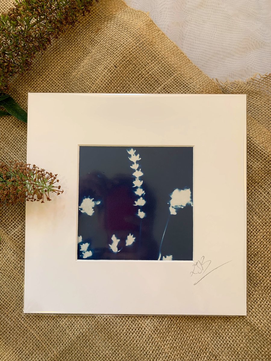 Cyanotype Lavender Print