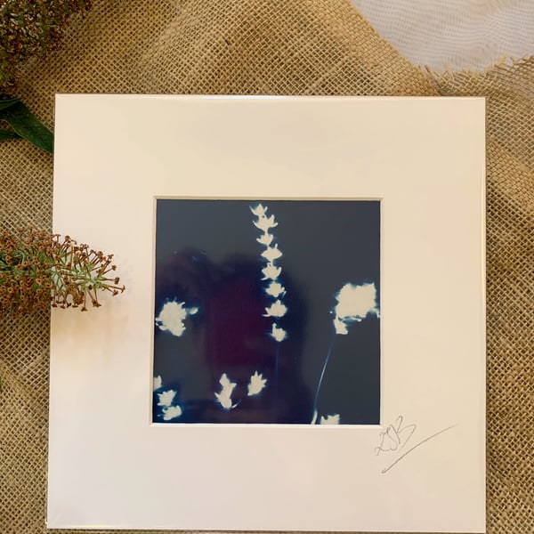 Cyanotype Lavender Print