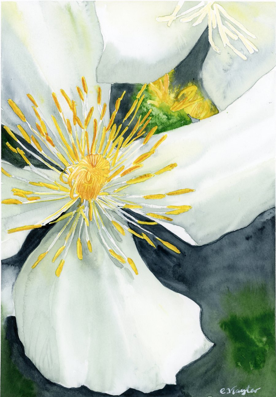 Clematis Alba - limited edition print
