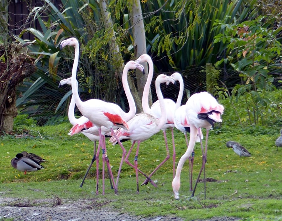 Flamingos