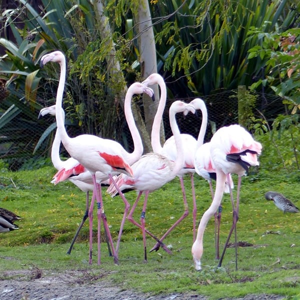 Flamingos