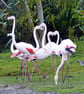 Flamingos - Image 1
