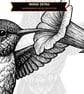 12 Vintage Hummingbird Engraving SVGs Hummingbird Clipart Bundle (Digital Downlo - Image 4