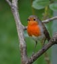Pack of 6 Robin Cards - Image 4