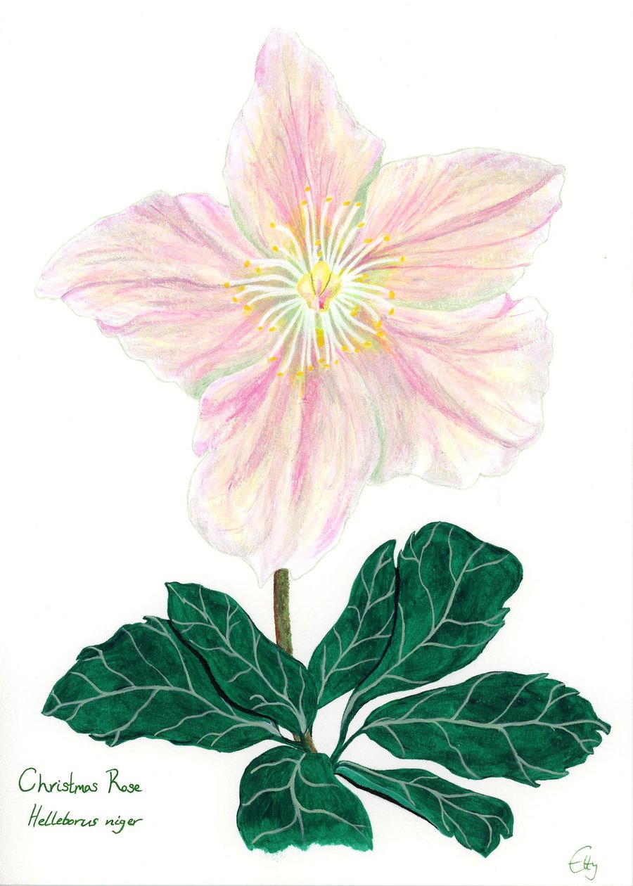 Christmas rose card (packs of 4, 8 and 12 cards are available in options)
