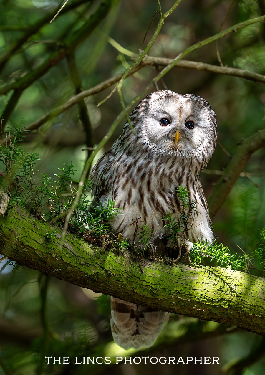 Ural Owl print (Limited edition of 10)