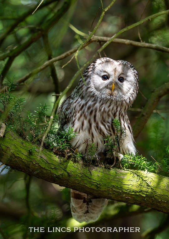 Ural Owl print (Limited edition of 10)