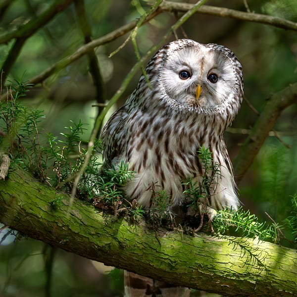 Ural Owl print (Limited edition of 10)