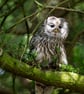Ural Owl print (Limited edition of 10)