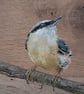 Original Nuthatch Painting on Reclaimed Wood