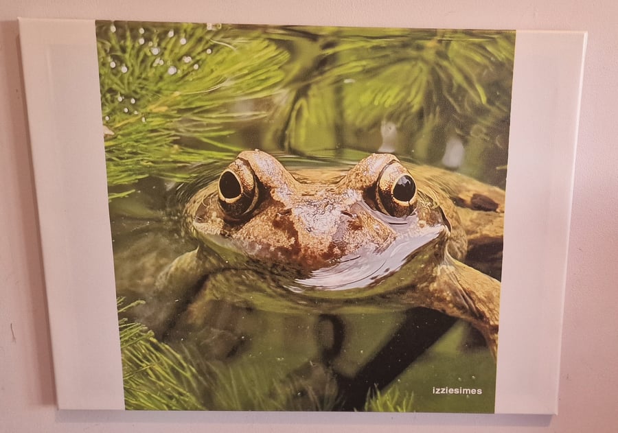 Frog Photo Canvas Print