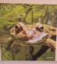 Frog Photo Canvas Print