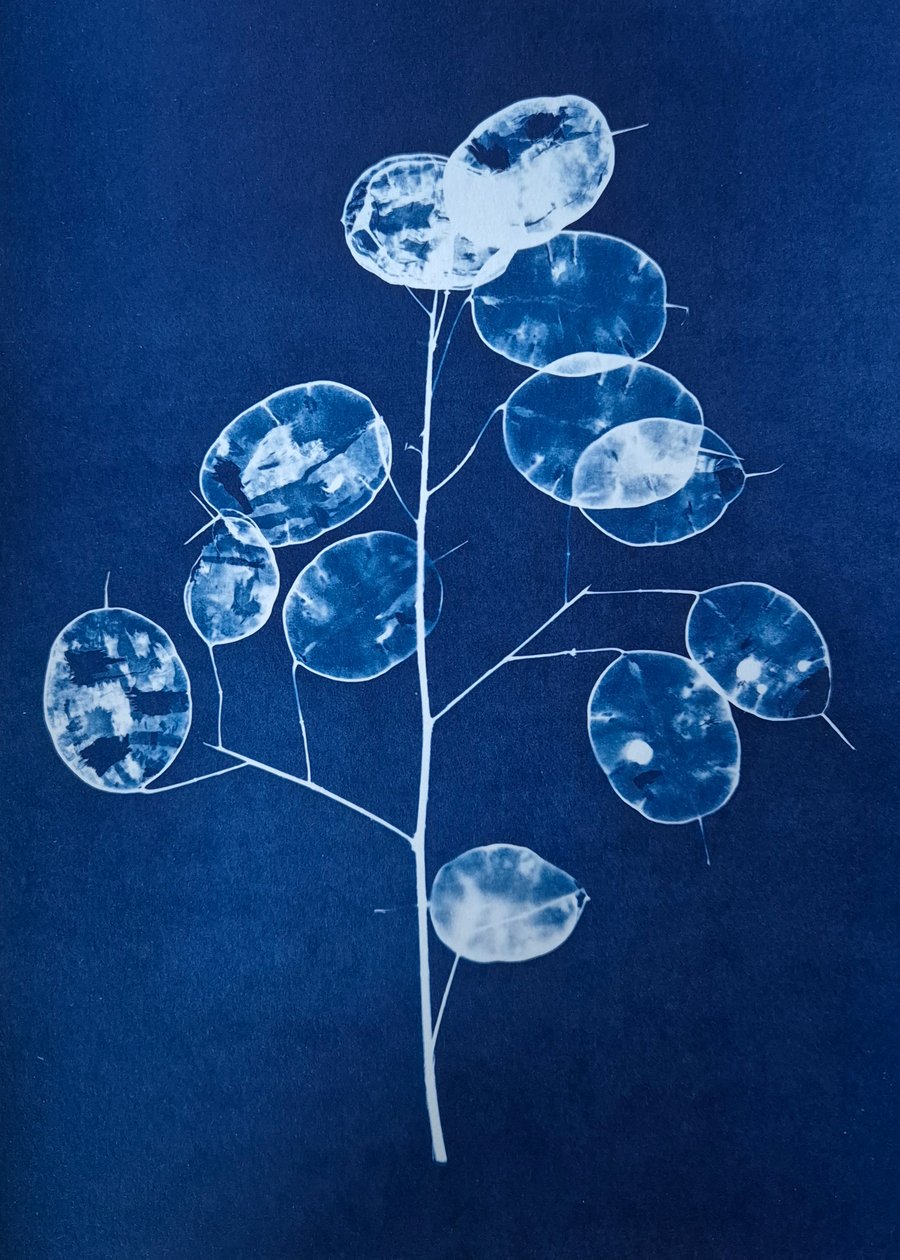 Honesty Cyanotype Card