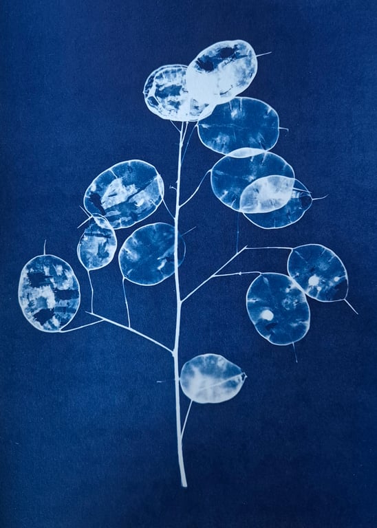 Honesty Cyanotype Card