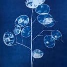 Honesty Cyanotype Card