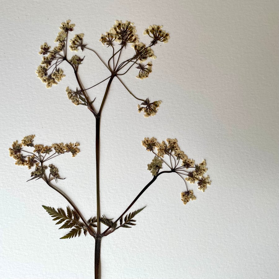 Cow Parsley Real Pressed Flower Herbarium Art 