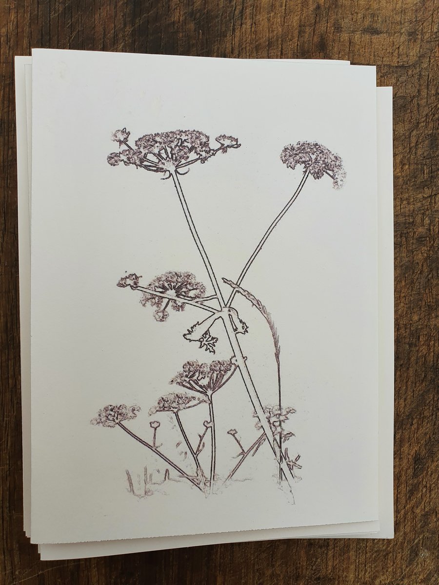 Five cards of hedgerow plants