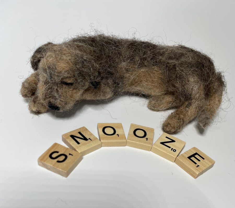 Border terrier snoozing