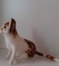 Kitten, Cat, needle felted wool, ooak,collectable  - Image 2