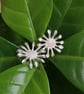 Fairy Silver studs