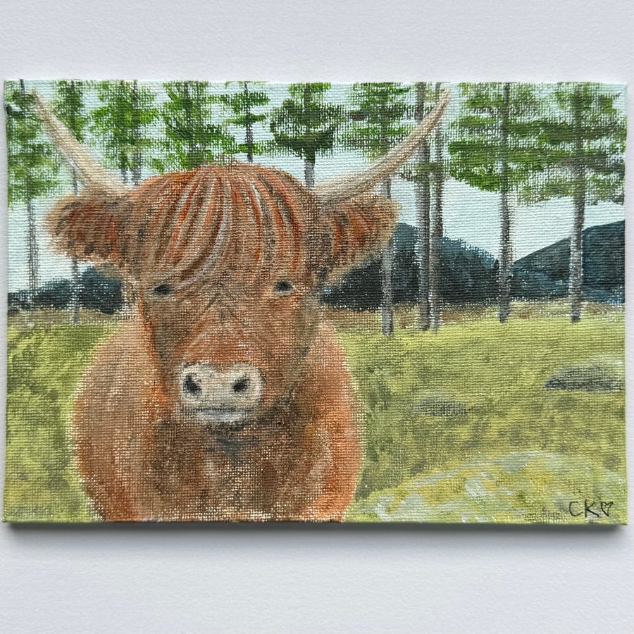 Highland Cow