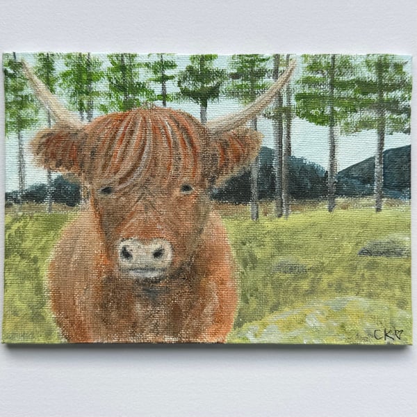 Highland Cow