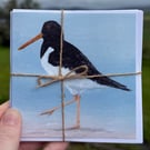 Oystercatcher and puffin set of 6 notecards 