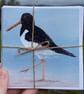 Oystercatcher and puffin set of 6 notecards 