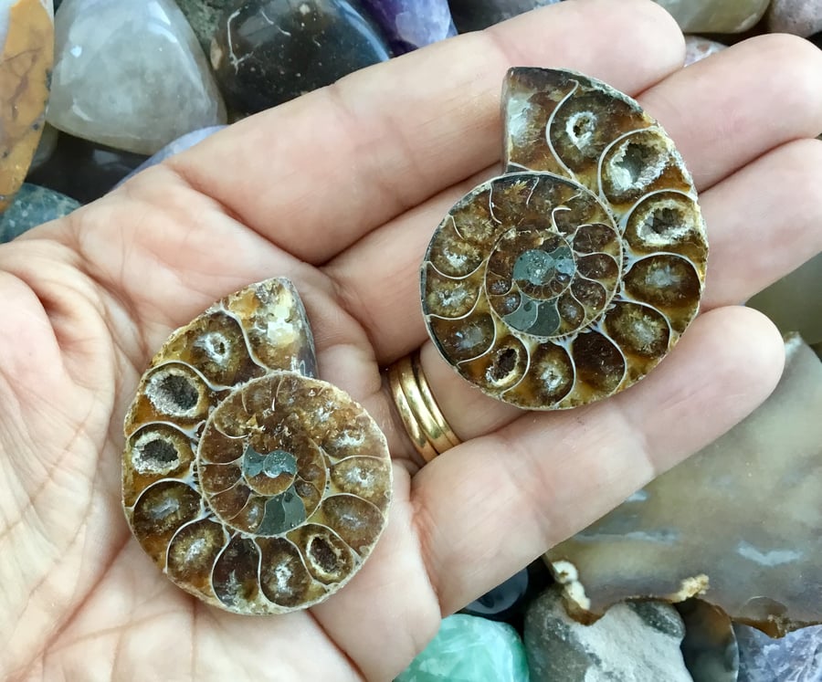 Beautiful Sunstantial Pair of Matched Polished Half Ammonites.