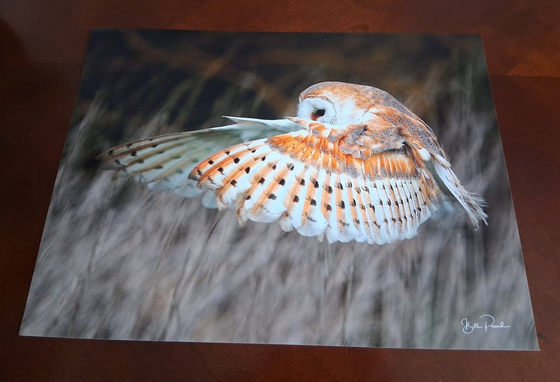BARN OWL PHOTOGRAPH  16x12