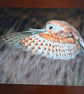 BARN OWL PHOTOGRAPH  16x12