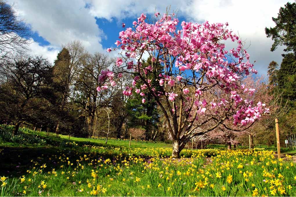 Magnolia Tree Batsford Arboretum Cotswolds UK 18"X12" Print