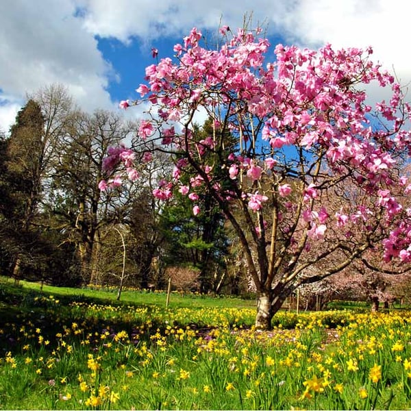 Magnolia Tree Batsford Arboretum Cotswolds UK 18"X12" Print