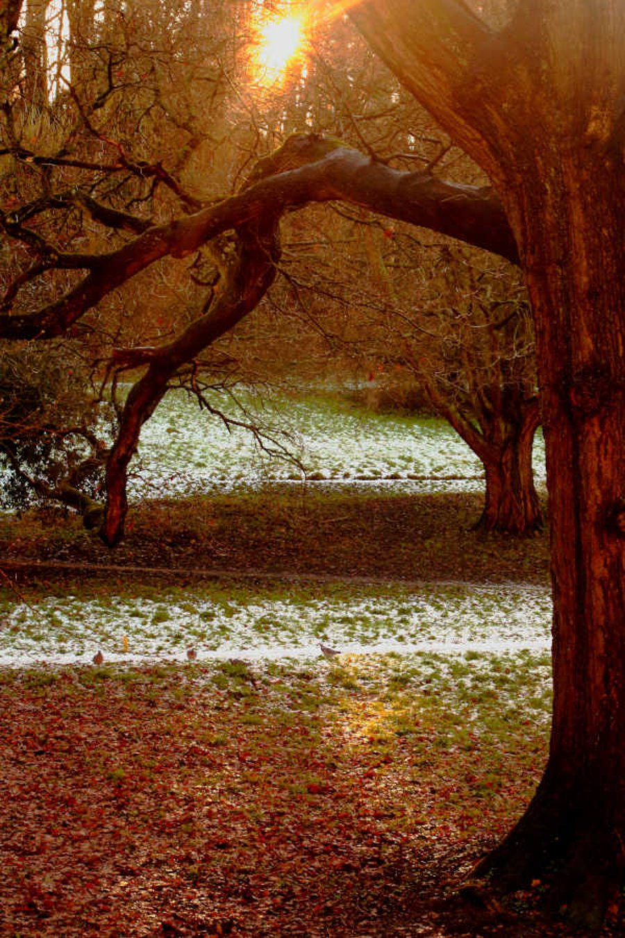 Autumn Trees in Frost - 9x6 or 12x8 Print - Country Park Yeovil Somerset