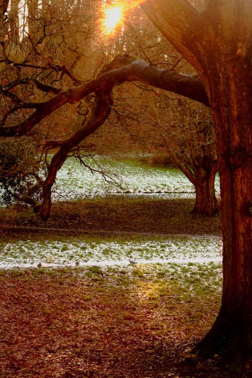 Autumn Trees in Frost - 9x6 or 12x8 Print - Country Park Yeovil Somerset