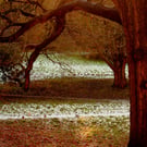 Autumn Trees in Frost - 9x6 or 12x8 Print - Country Park Yeovil Somerset