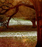 Autumn Trees in Frost - 9x6 or 12x8 Print - Country Park Yeovil Somerset - Image 1