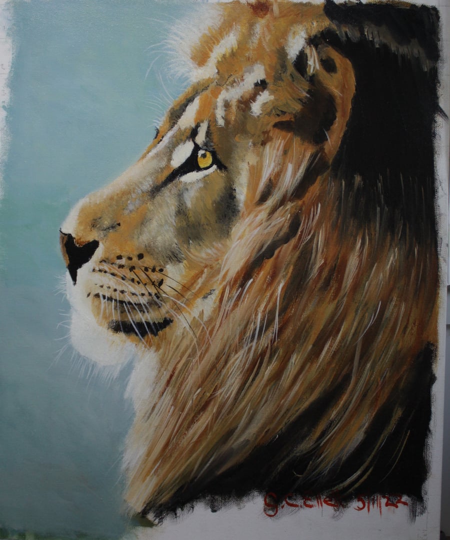 "Majestic" Male Lion