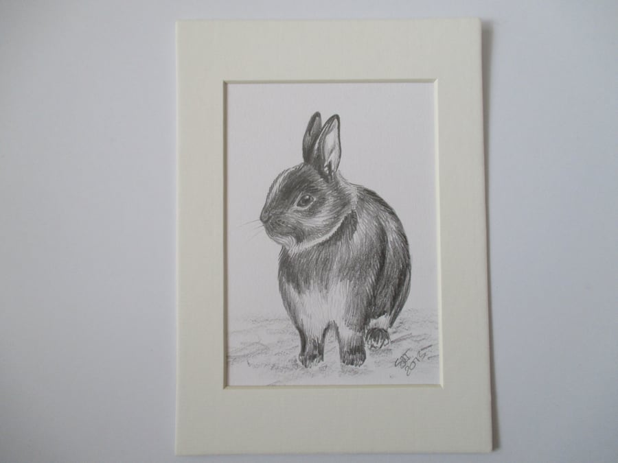 Bunny Pencil Drawing Netherlands Dwarf Rabbit Pencil Sketch