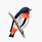 Fine Art Giclée Print Mistletoebird Australian Bird