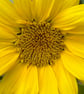 Sunflower - Image 1
