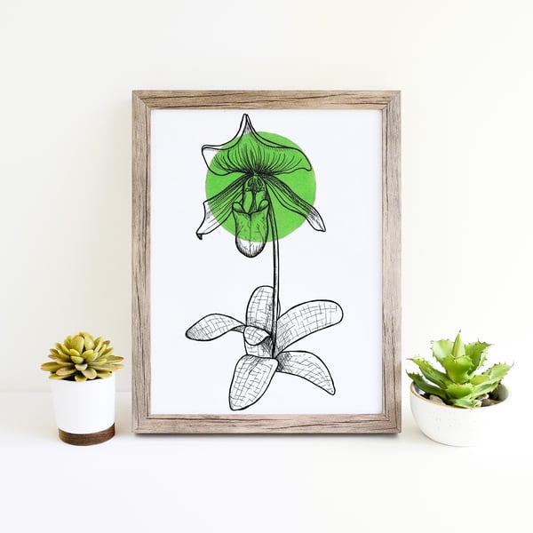 Minimalist Light Green Lady Slipper Orchid Flower Illustration Fine Art Print