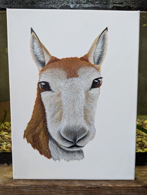 Tibetan Antelope Charity Painting 