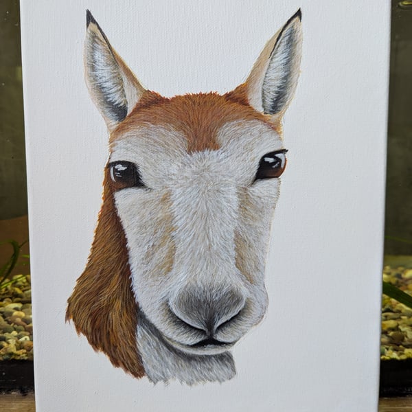 Tibetan Antelope Charity Painting 