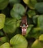 Copper Ring with gemstone