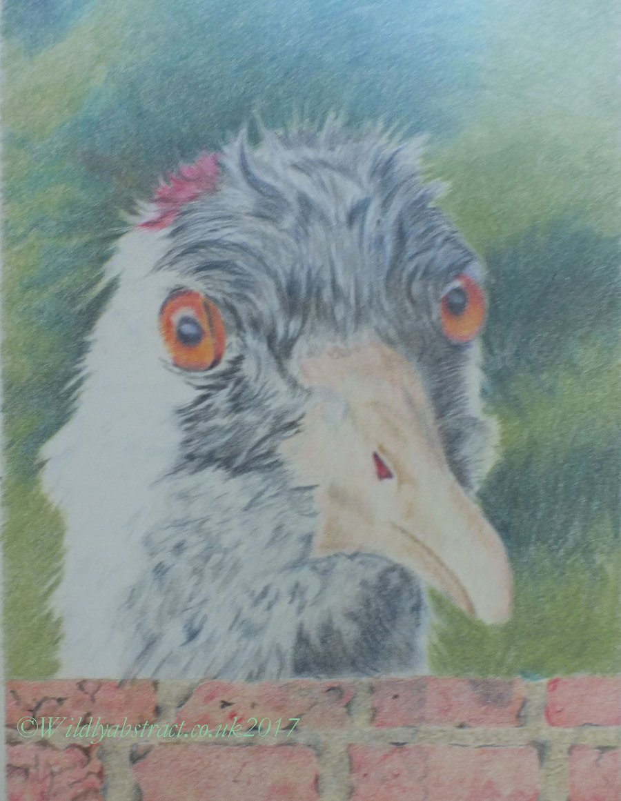 Original coloured pencil artwork - European Crane