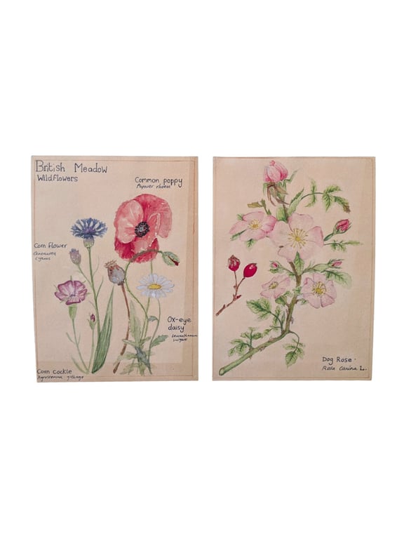 Water colour botanical mini prints 