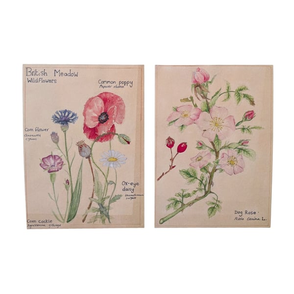 Water colour botanical mini prints 